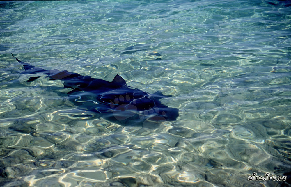 Fascinante tiburón toro en aguas poco profundas frente a Walker's Cay