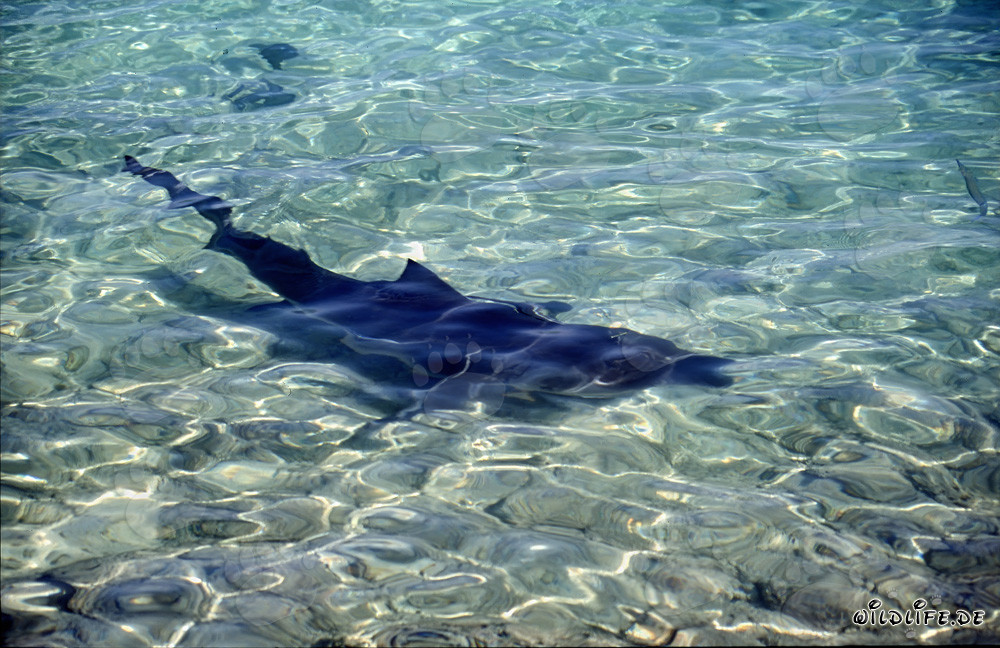 The majestic darkness of the Bull Shark at the beach