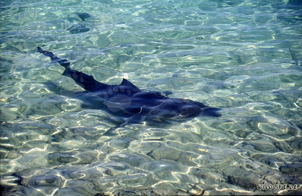 Die majestätische Dunkelheit des Bullenhais am Strand