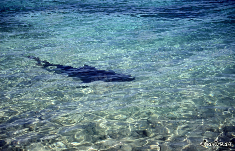 Bull Shark (Carcharhinus leucas) on the Hunt at Walker´s Cay Beach