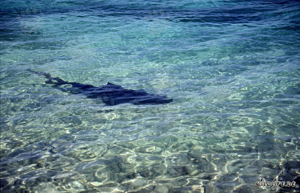 Bullenhai (Carcharhinus leucas) auf Nahrungssuche am Strand von Walker´s Cay