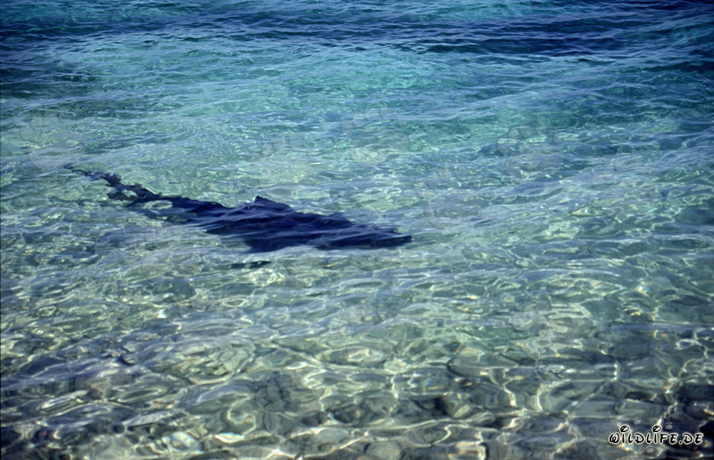 Requin-bouledogue (Carcharhinus leucas) à la recherche de nourriture sur la plage de Walker´s Cay