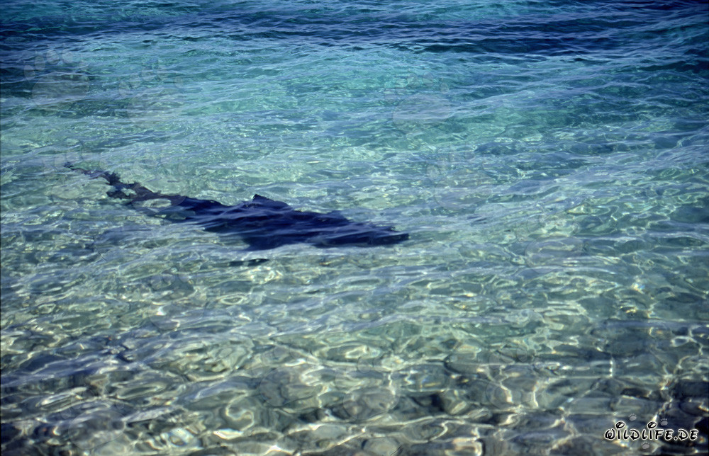 Squalo toro (Carcharhinus leucas) alla ricerca di cibo sulla spiaggia di Walker´s Cay
