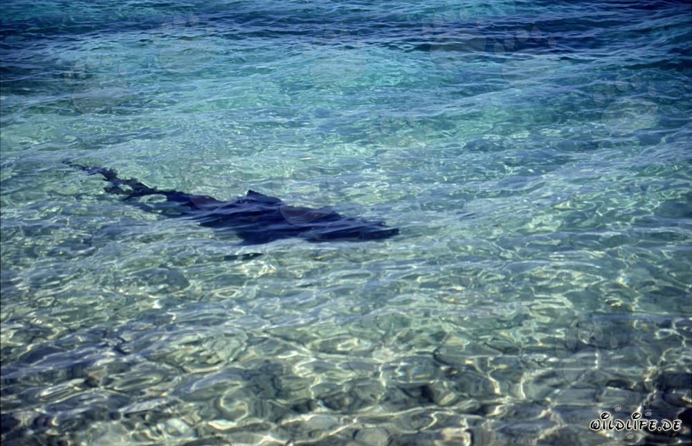 Tiburón toro (Carcharhinus leucas) en búsqueda de alimento en la playa de Walker´s Cay