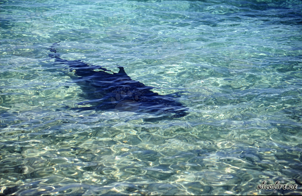 Bullenhai auf Nahrungssuche im flachen Wasser