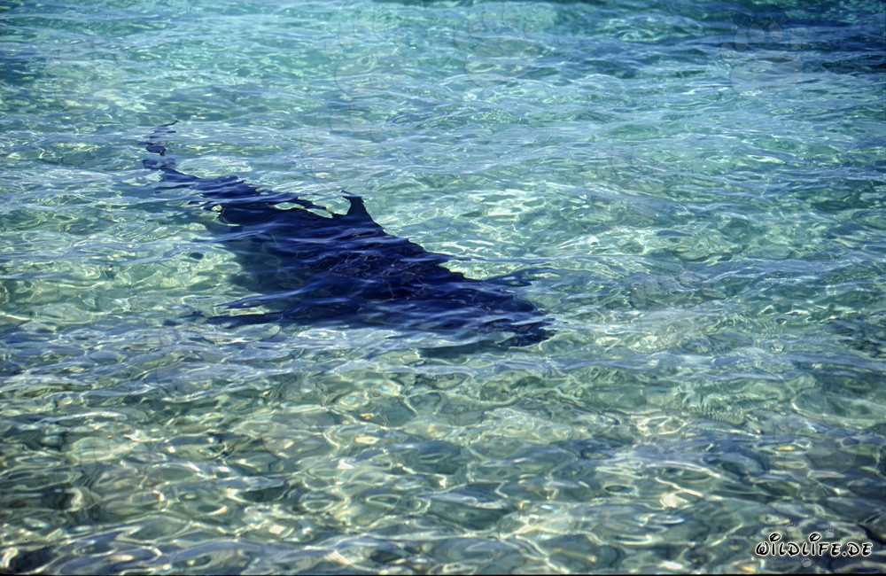 Requin-taureau à la recherche de nourriture dans les eaux peu profondes