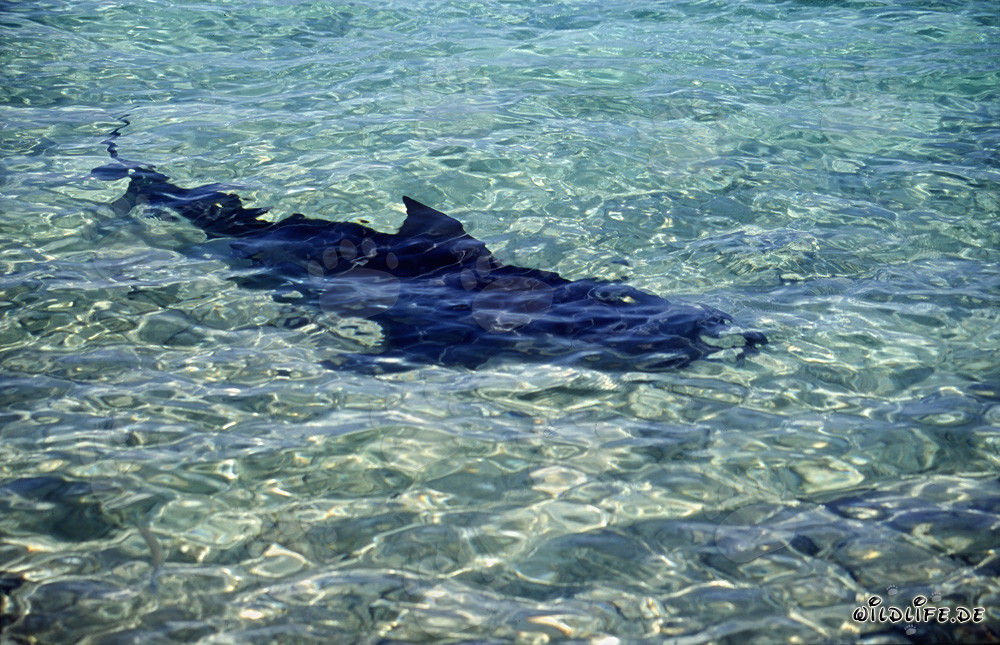 Majestic Bull Shark in Action at a Tropical Beach