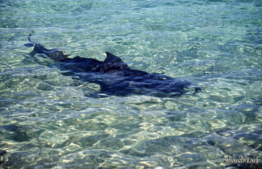 Requin taureau majestueux en action sur une plage tropicale