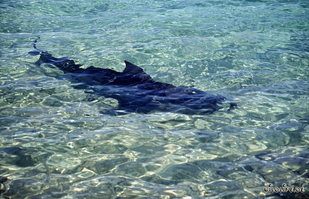 Maestoso squalo toro in azione su una spiaggia tropicale
