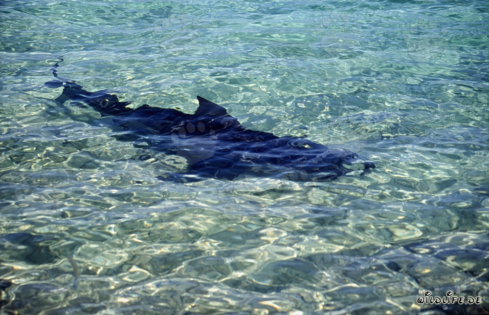 Tiburón toro majestuoso en acción en una playa tropical