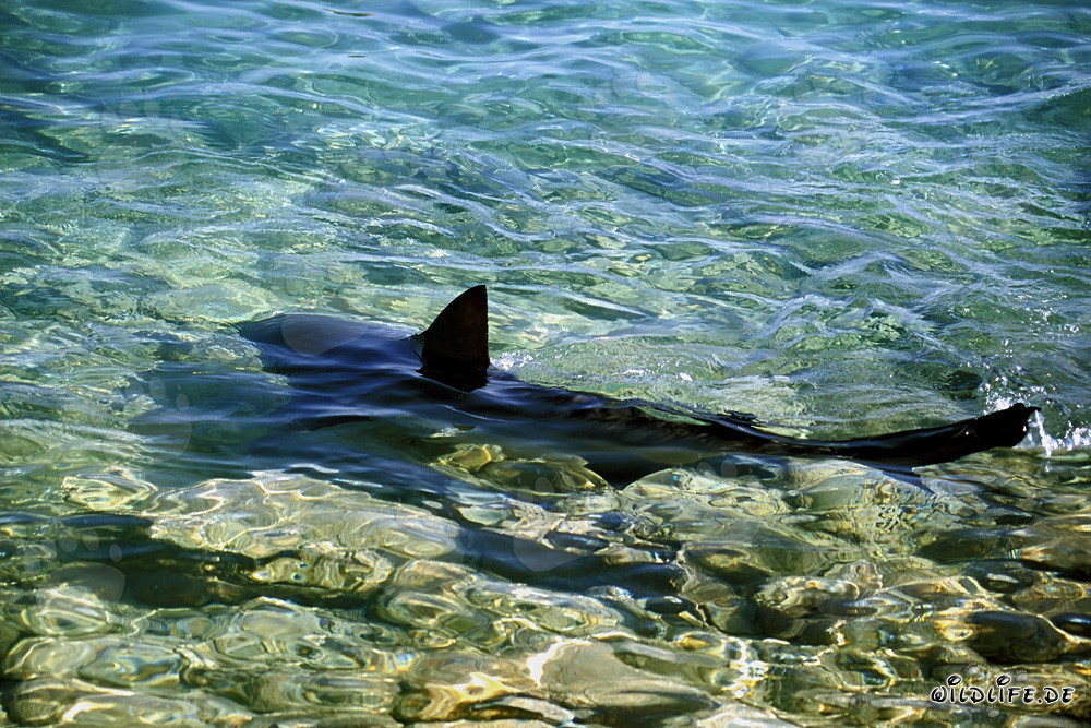 Bull Shark gracefully swimming in shallow water near the shore