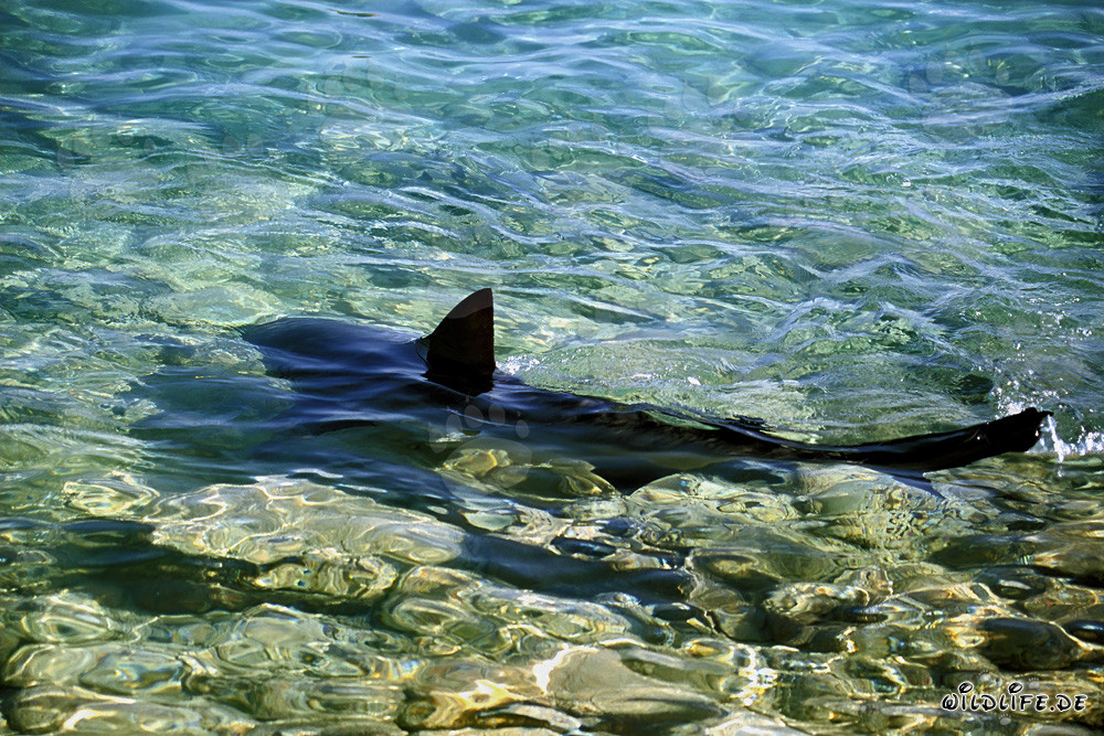 Bullenhai in flachem Wasser nahe der Küste schwimmt elegant vorbei