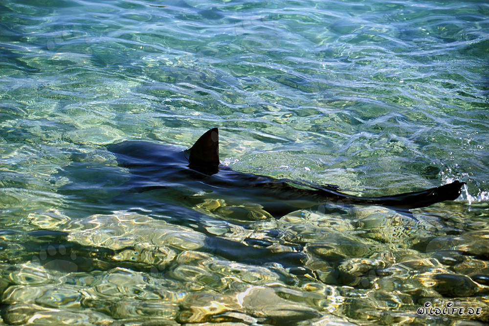 Requin bouledogue nage élégamment dans les eaux peu profondes près de la côte