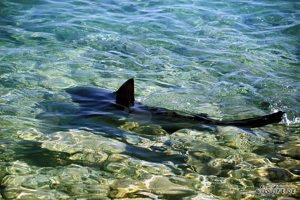 Squalo toro nuota elegantemente in acque basse vicino alla costa
