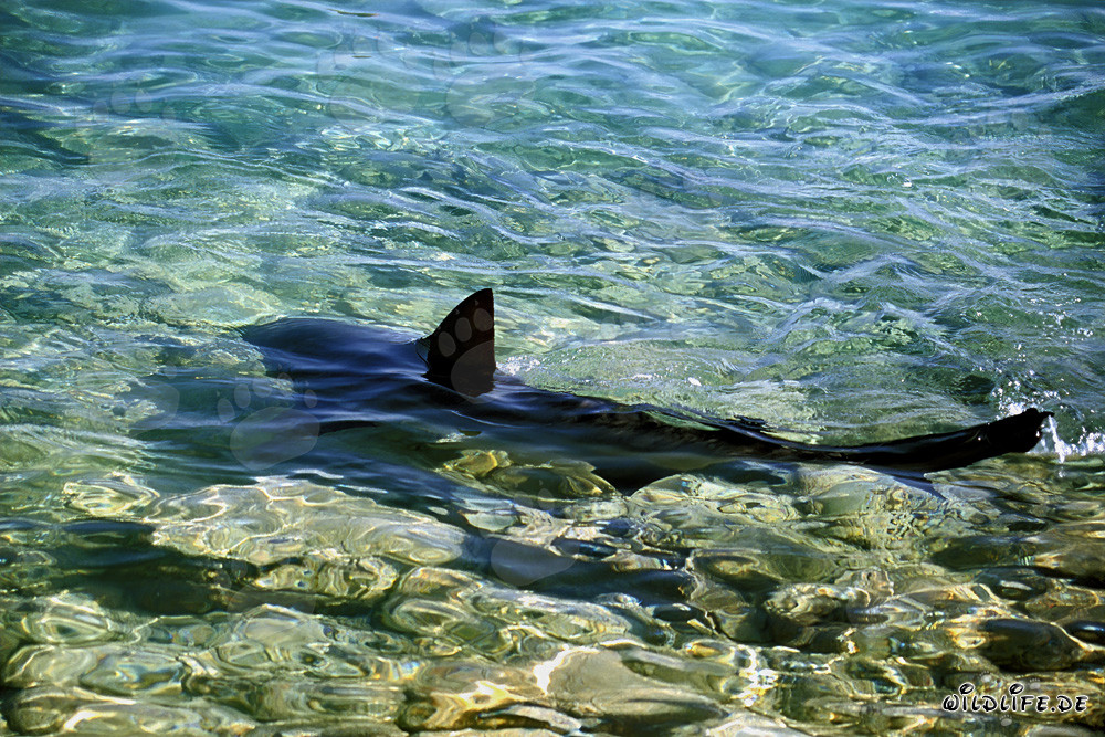 Tiburón toro nada elegantemente en aguas poco profundas cerca de la costa