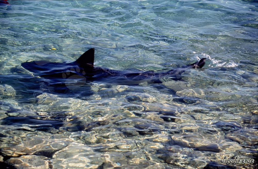 Elegant Bull Shark gracefully moves in shallow water