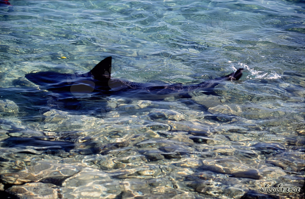 Eleganter Bullenhai schwimmt majestätisch im flachen Wasser