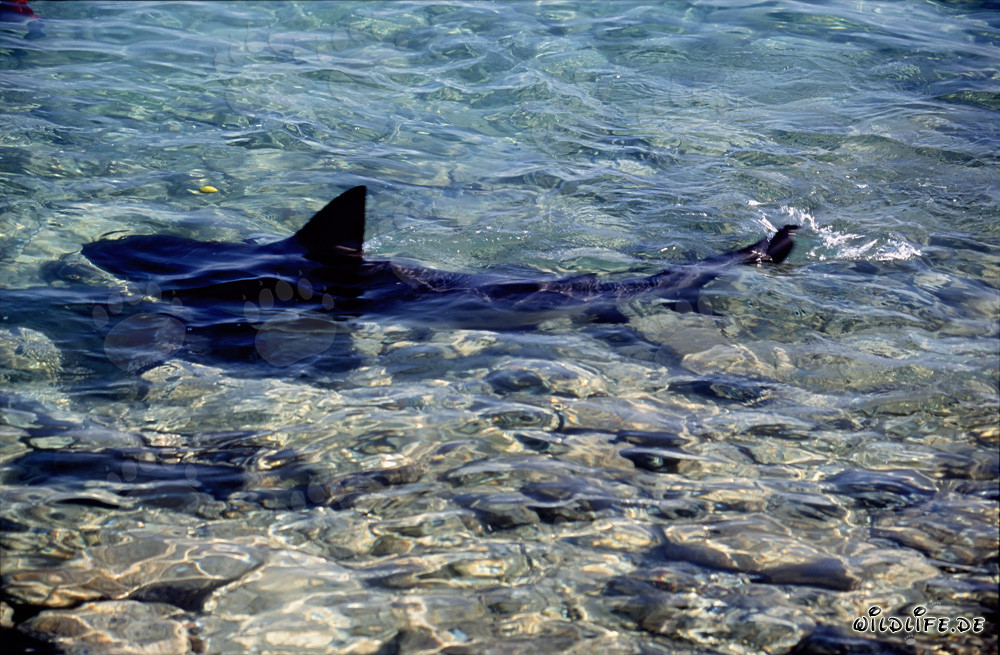 Requin taureau élégant nage majestueusement dans les eaux peu profondes