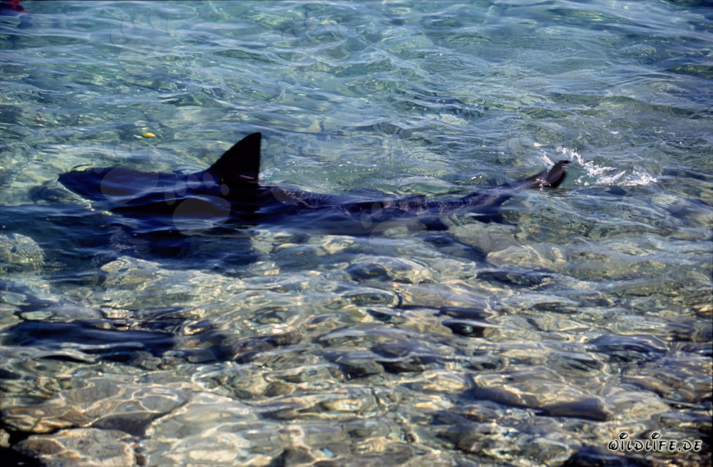 Elegante tiburón toro nada majestuosamente en aguas poco profundas
