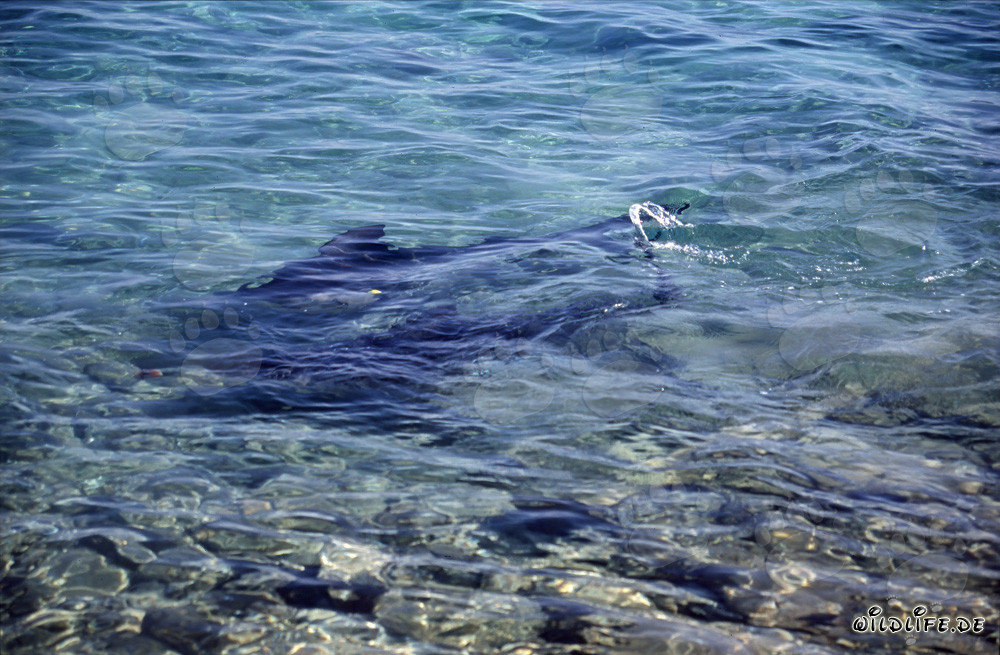 Fascinating Bull Sharks in Shallow Water