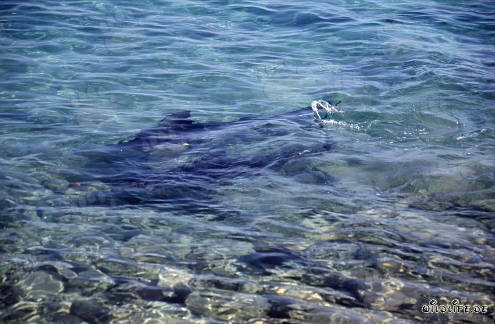Faszinierende Bullenhaie in flachem Wasser