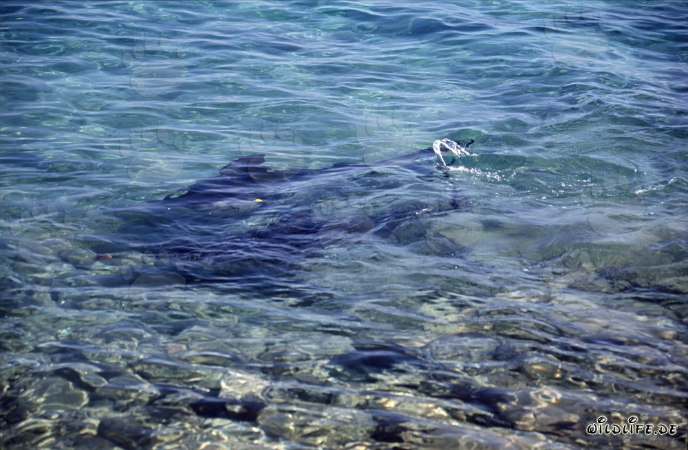 Requins taureaux fascinants dans les eaux peu profondes