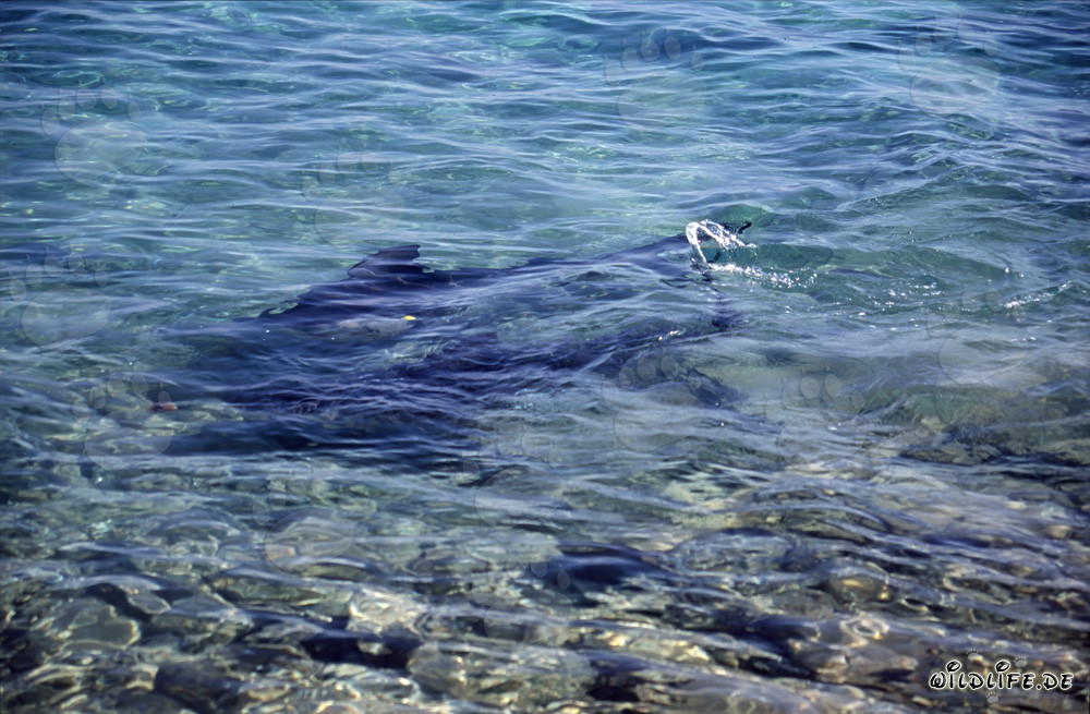 Affascinanti squali toro in acque basse