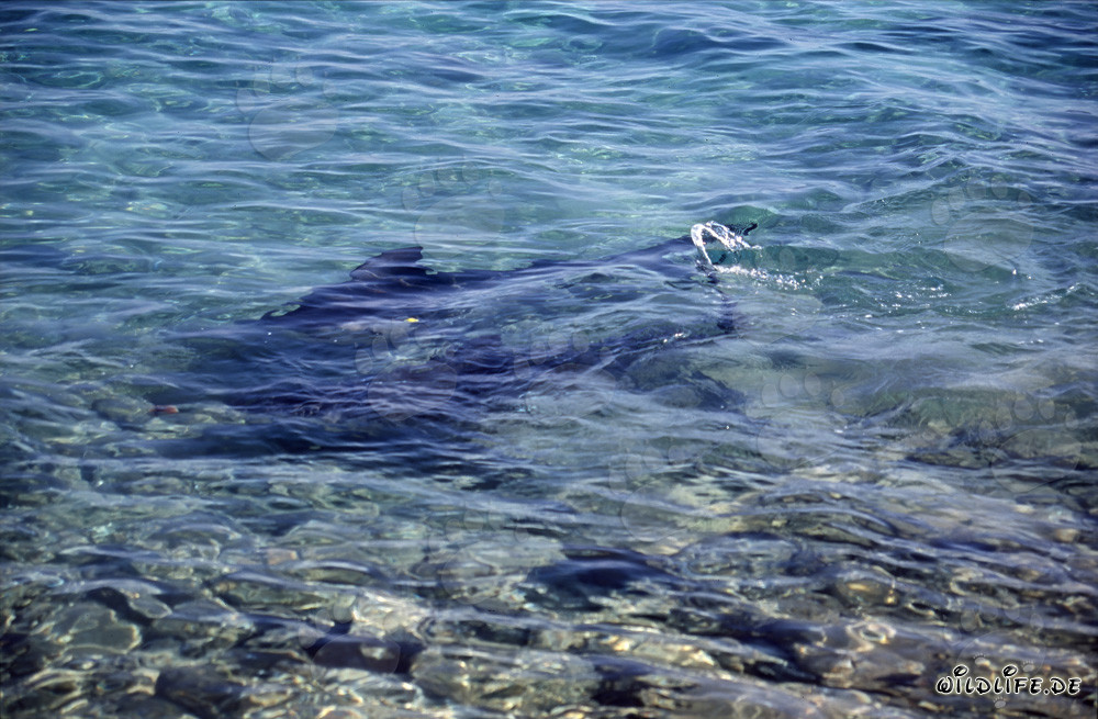 Fascinantes tiburones toro en aguas poco profundas