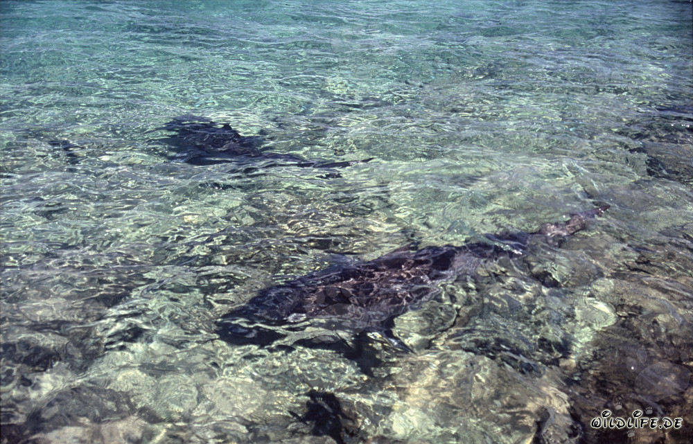 Les requins taureaux se dirigent vers la plage