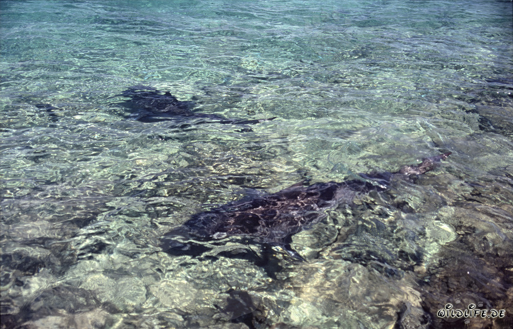 Los tiburones toro se acercan a la playa