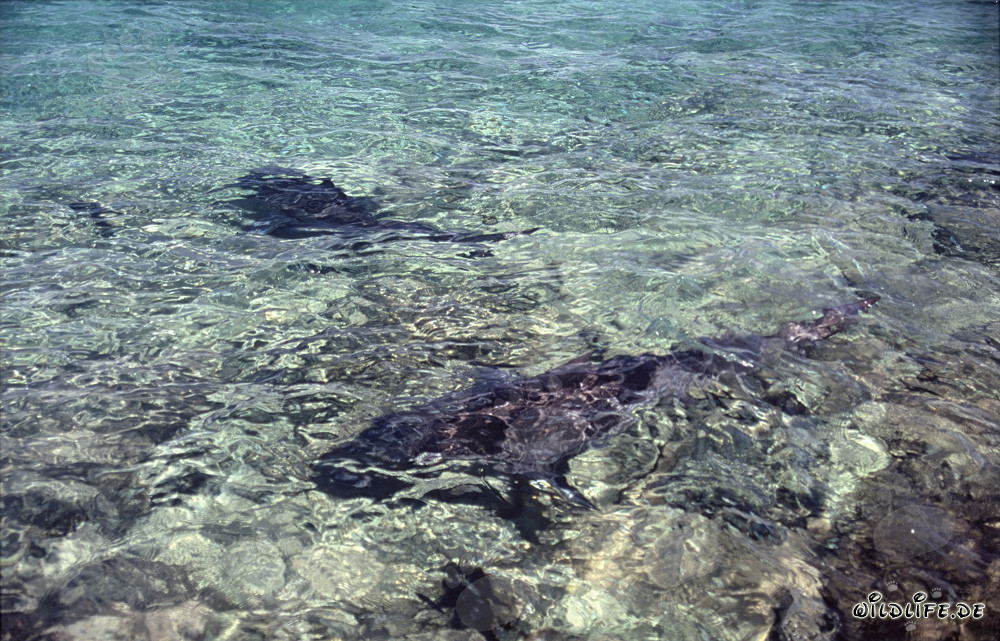 Gli squali toro si avvicinano alla spiaggia