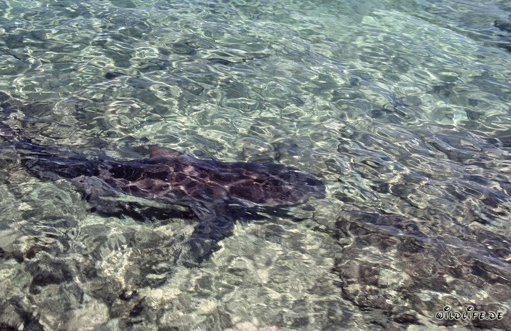 Requin taureau nage près de la plage : Capture sous-marine fascinante
