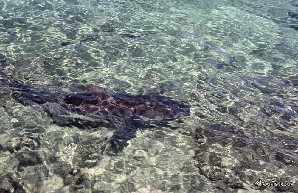 Squalo toro nuota vicino alla spiaggia: Affascinante scatto subacqueo