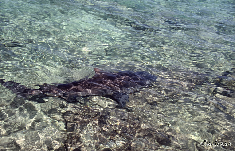 Bull Shark (Carcharhinus leucas) swimming in shallow water