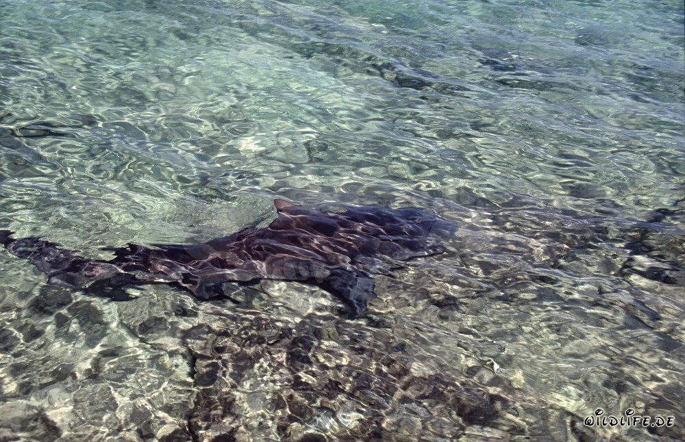 Requin taureau (Carcharhinus leucas) nage dans les eaux peu profondes