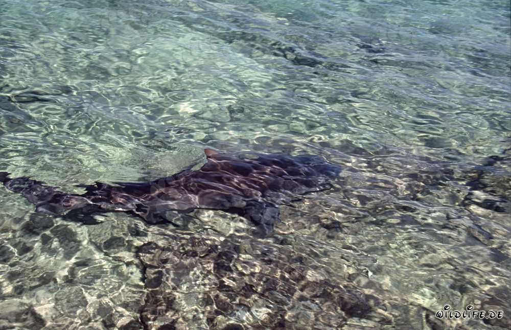 Tiburón toro (Carcharhinus leucas) nada en aguas someras