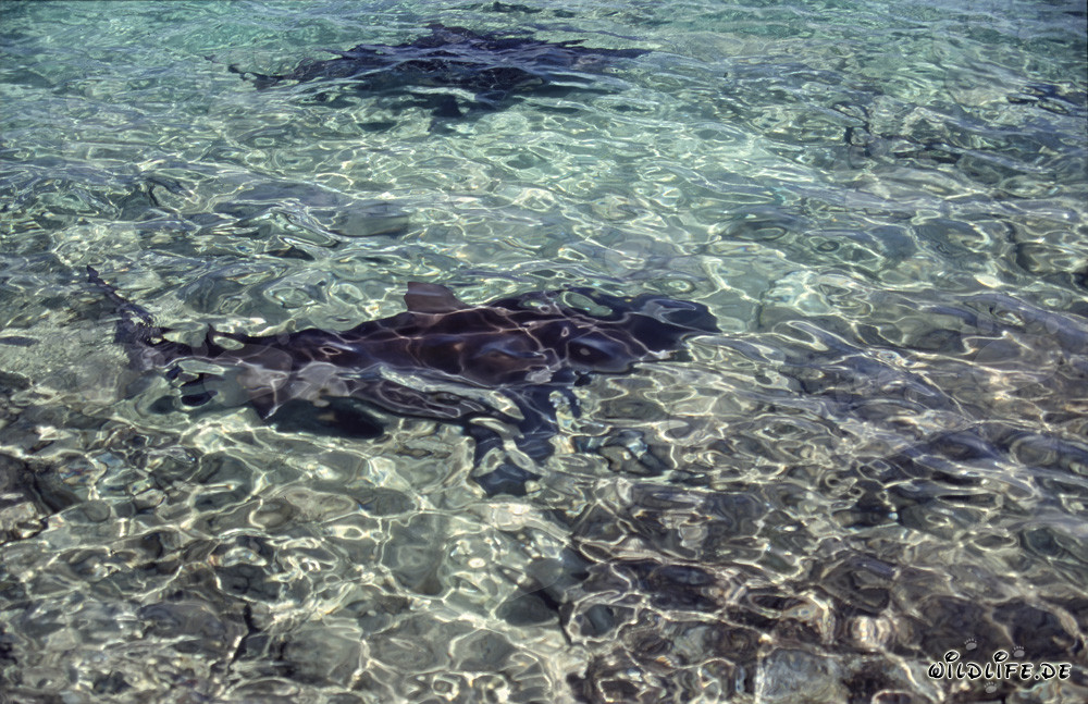Requins taureaux fascinants sur la plage de Walker's Cay