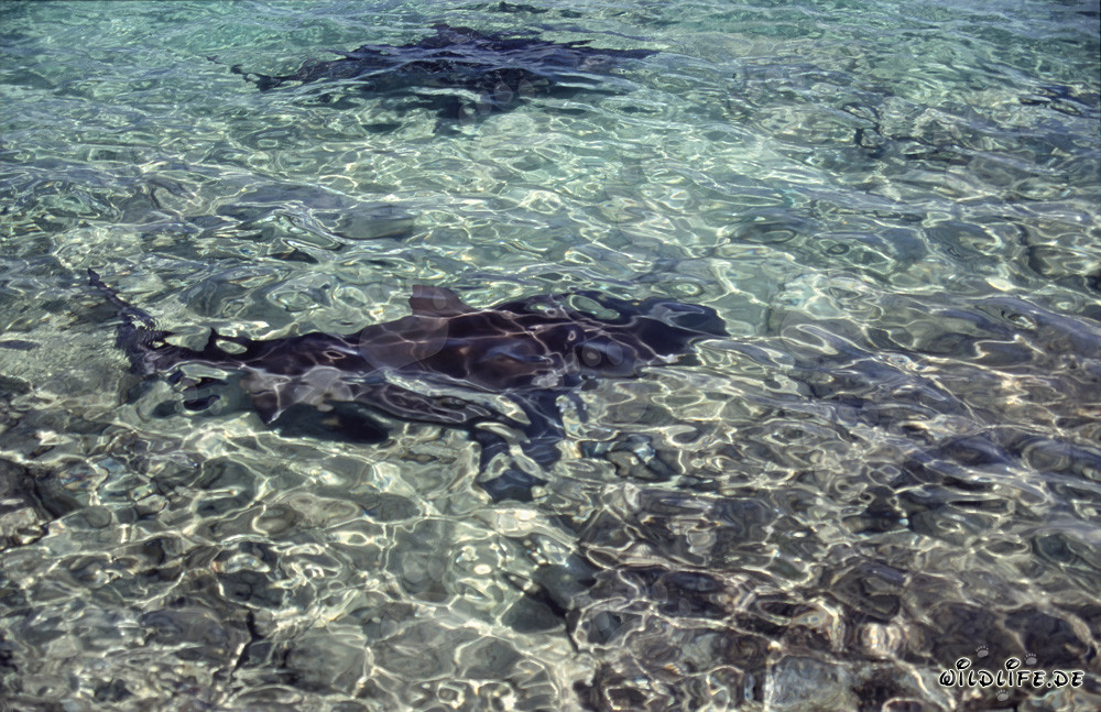 Affascinanti squali toro sulla spiaggia di Walker's Cay