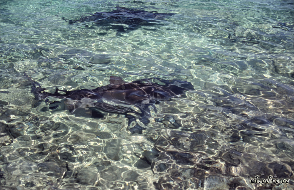 Fascinantes tiburones toro en la playa de Walker's Cay