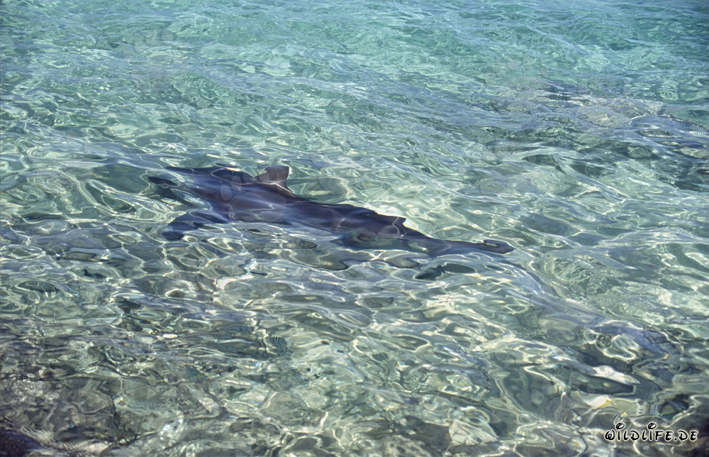 Bullenhai schwimmt an der Oberfläche vorbei