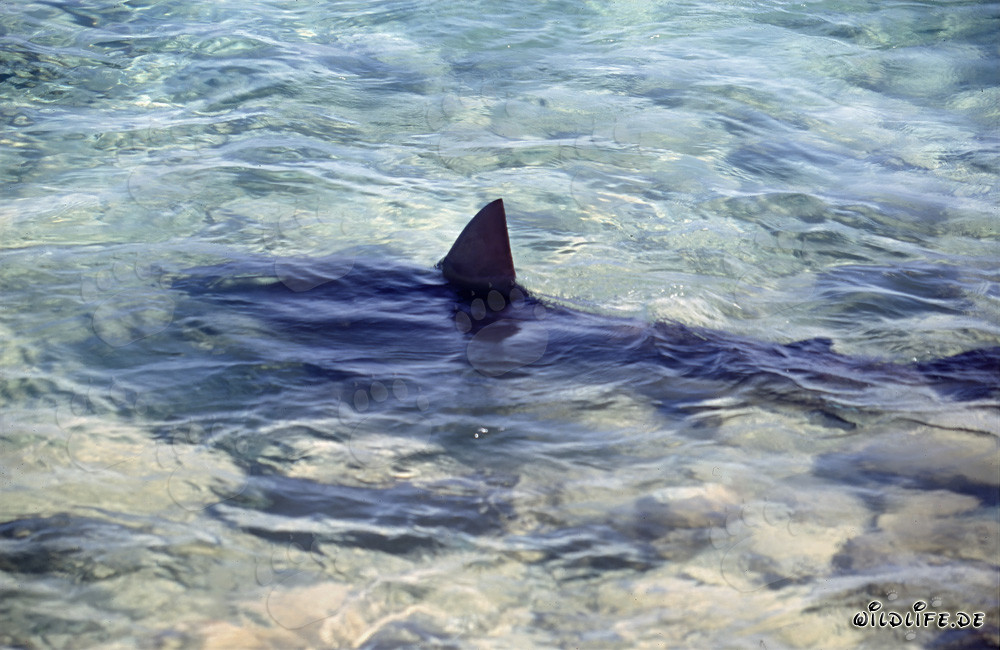 Impresionante aleta dorsal triangular de un tiburón toro