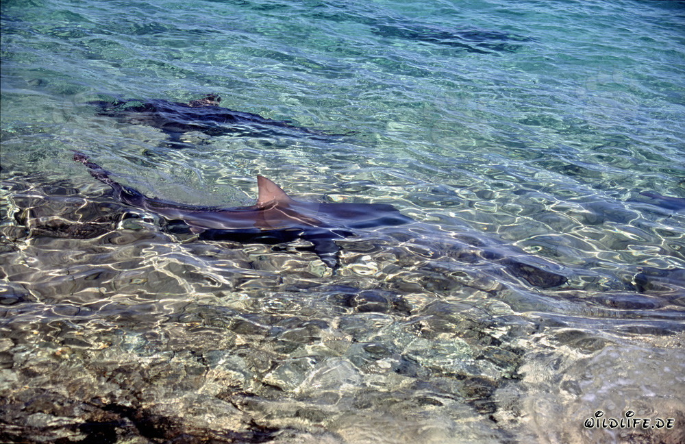 The majestic dorsal fin of a bull shark gleams in the golden sidelight