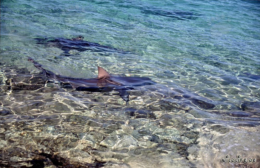 La majestueuse nageoire dorsale d'un requin taureau brille dans la lumière dorée latérale