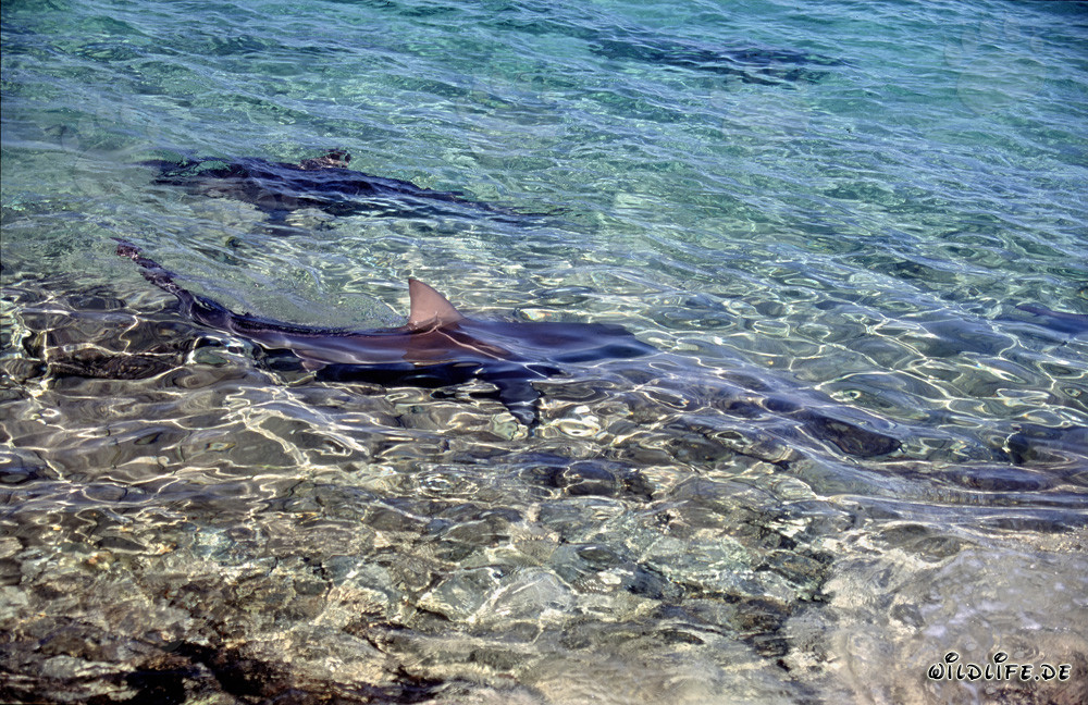 La majestuosa aleta dorsal de un tiburón toro brilla en la luz lateral dorada