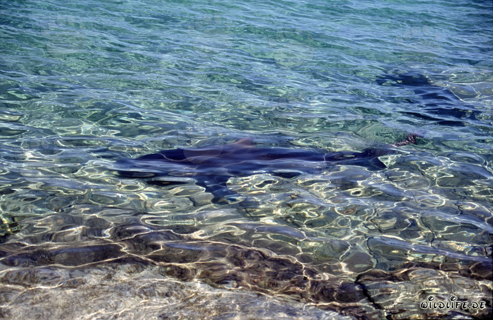 Bull Sharks hunting for food at Walker´s Cay beach