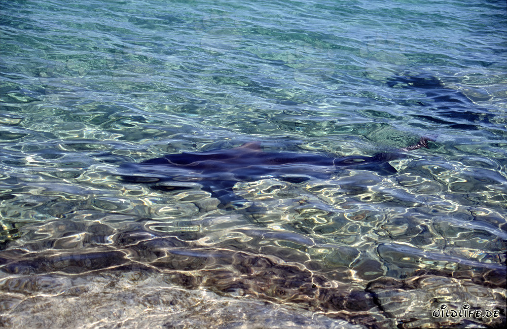 Bullenhaie auf Nahrungssuche am Strand von Walker´s Cay