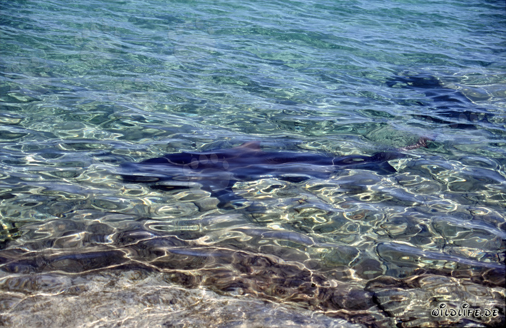 Requins taureaux à la recherche de nourriture sur la plage de Walker´s Cay