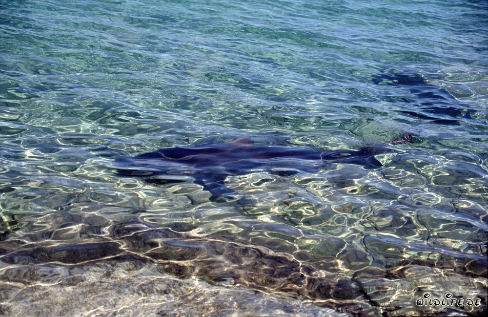 Squali toro alla ricerca di cibo sulla spiaggia di Walker´s Cay