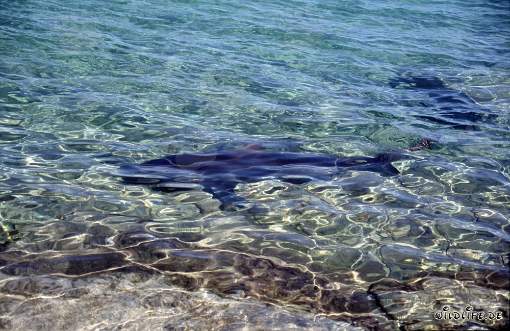 Tiburones toro en busca de alimento en la playa de Walker´s Cay