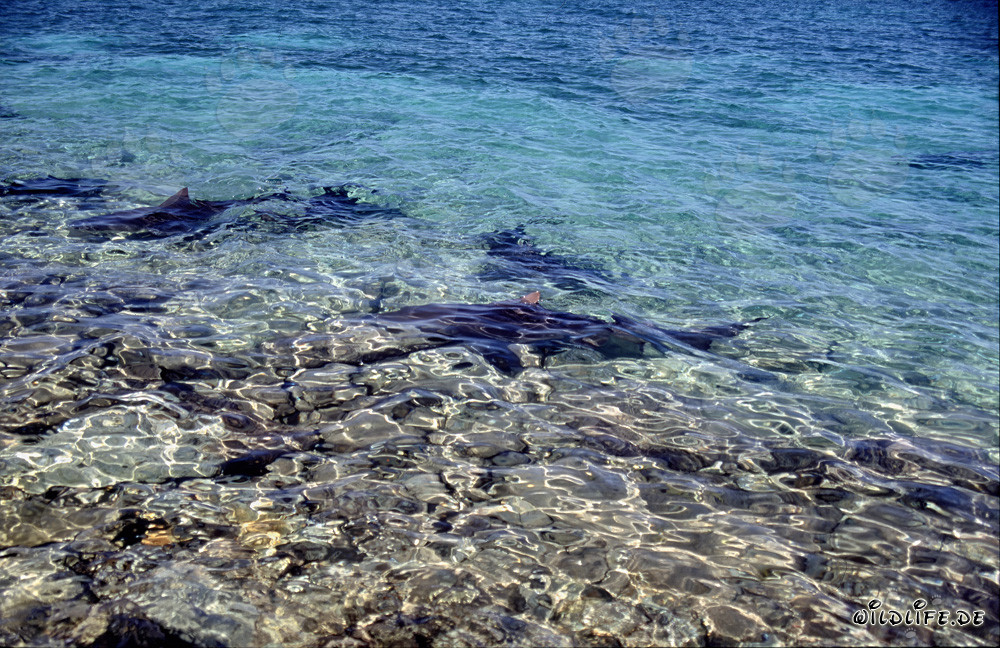 Bull Sharks - Fascinating Predators of the Seas